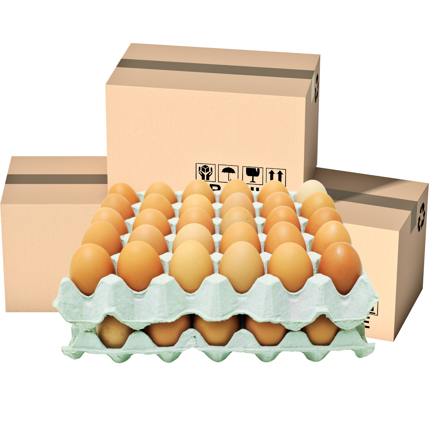 Large Eggs Tray