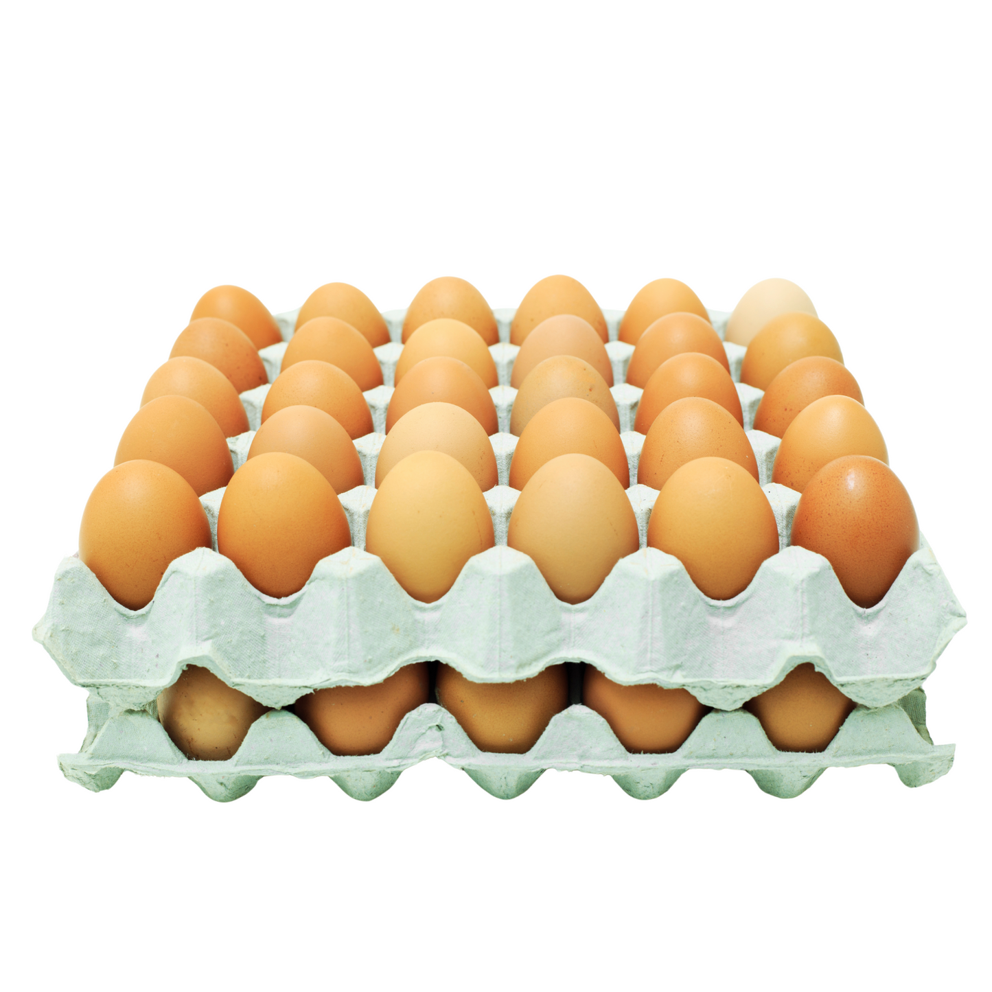 Large Eggs Tray